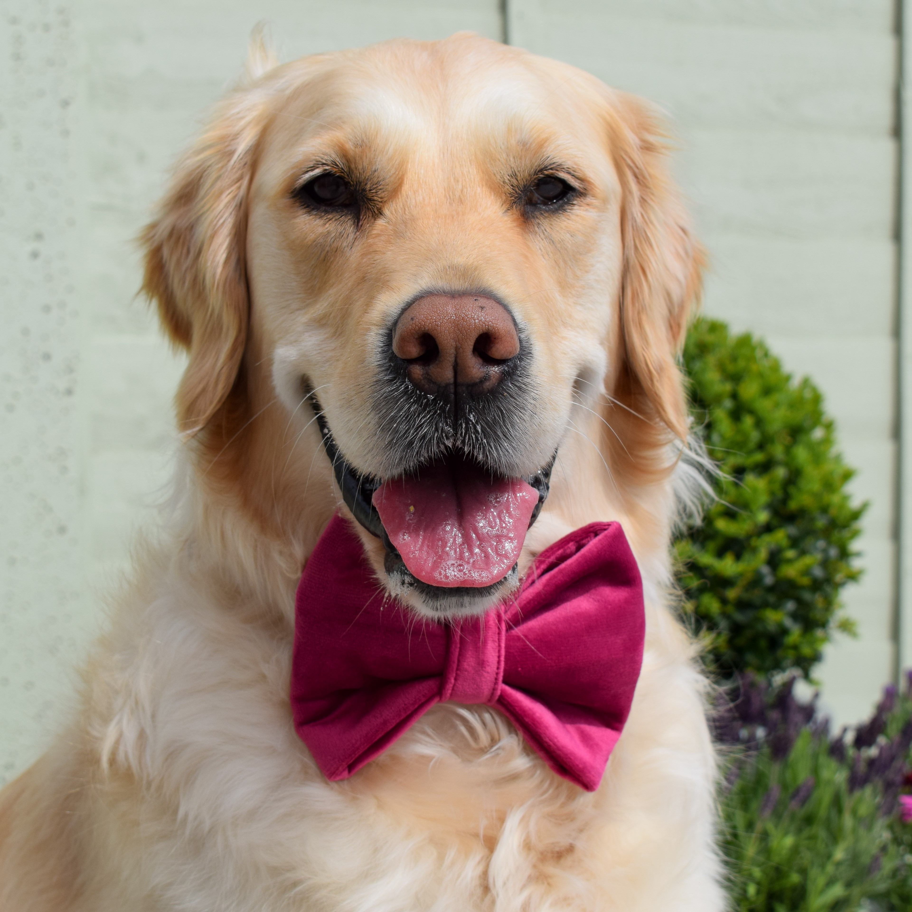 Golden retriever with outlet bow tie